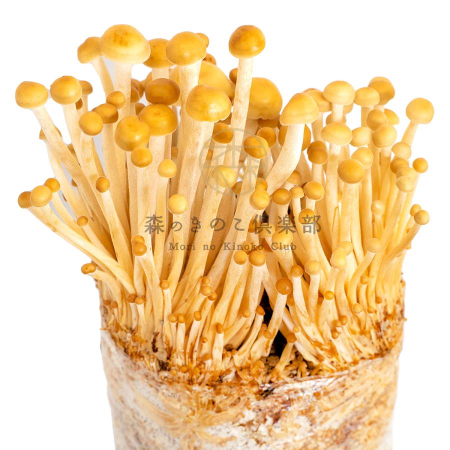 森のきのこ倶楽部 正規販売店 もりのえのきたけ農園 おかわり君