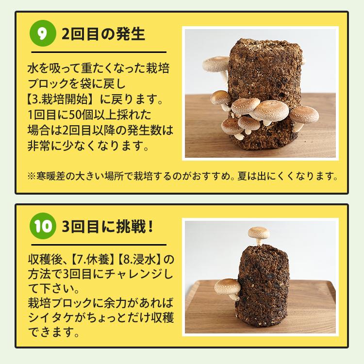 正規販売店 しいたけ栽培キット もりのしいたけ農園MAX 椎茸 シイタケ 家庭菜園 室内 きのこ栽培 キノコ栽培 栽培セット | 森のきのこ倶楽部 | 11