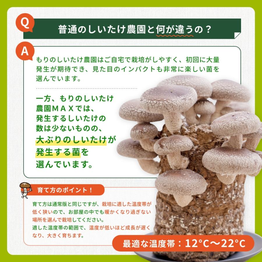 正規販売店 しいたけ栽培キット もりのしいたけ農園MAX 椎茸 シイタケ 家庭菜園 室内 きのこ栽培 キノコ栽培 栽培セット | 森のきのこ倶楽部 | 02