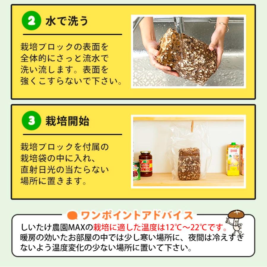 正規販売店 しいたけ栽培キット もりのしいたけ農園MAX 椎茸 シイタケ 家庭菜園 室内 きのこ栽培 キノコ栽培 栽培セット | 森のきのこ倶楽部 | 08