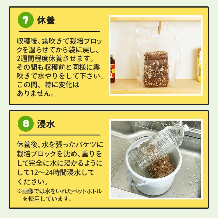 正規販売店 しいたけ栽培キット もりのしいたけ農園MAX 椎茸 シイタケ 家庭菜園 室内 きのこ栽培 キノコ栽培 栽培セット | 森のきのこ倶楽部 | 10