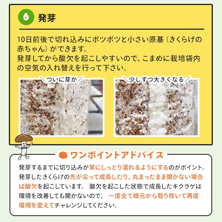 白きくらげ 栽培キット キノコ栽培キット 森のきのこ倶楽部 もりの白いきくらげ農園 正規販売店  キクラゲ栽培 白きくらげ 木耳 栽培 きのこ栽培 菌床 | 森のきのこ倶楽部 | 13