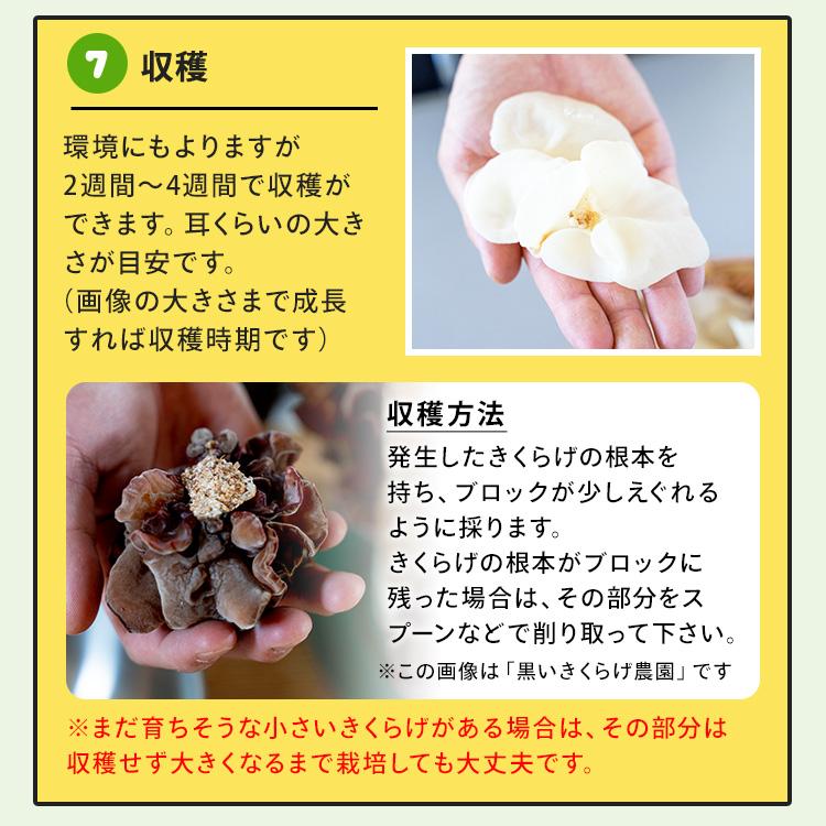 白きくらげ 栽培キット キノコ栽培キット 森のきのこ倶楽部 もりの白いきくらげ農園 正規販売店  キクラゲ栽培 白きくらげ 木耳 栽培 きのこ栽培 菌床 | 森のきのこ倶楽部 | 14