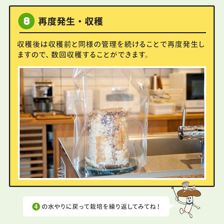 白きくらげ 栽培キット キノコ栽培キット 森のきのこ倶楽部 もりの白いきくらげ農園 正規販売店  キクラゲ栽培 白きくらげ 木耳 栽培 きのこ栽培 菌床 | 森のきのこ倶楽部 | 15