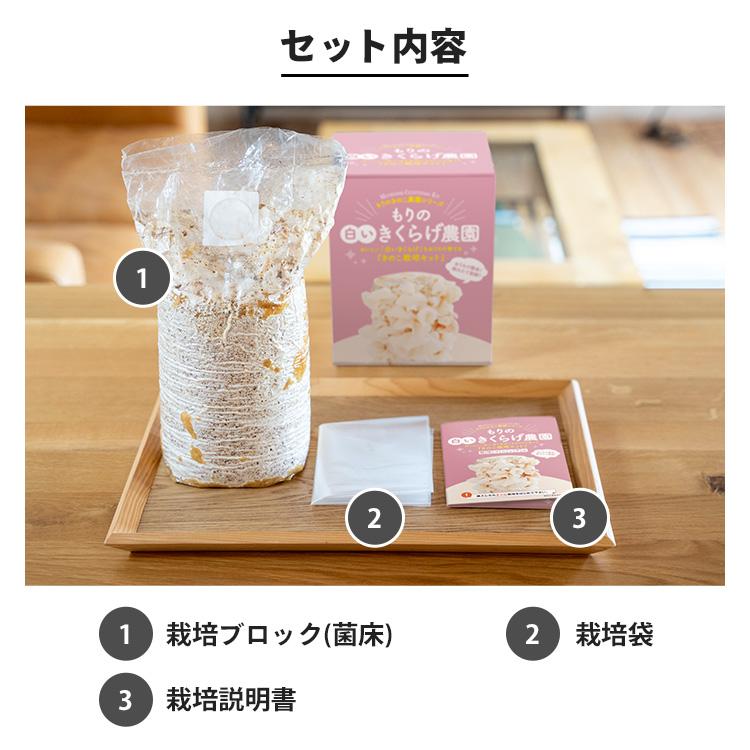 白きくらげ 栽培キット キノコ栽培キット 森のきのこ倶楽部 もりの白いきくらげ農園 正規販売店  キクラゲ栽培 白きくらげ 木耳 栽培 きのこ栽培 菌床 | 森のきのこ倶楽部 | 16