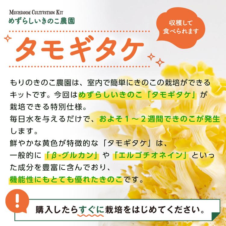 きのこ栽培キット めずらしいきのこ農園 タモギタケ タモギタケ 家庭菜園 観察 室内 きのこ栽培 キノコ栽培 栽培キット 栽培セット 国産 黄色の キノコ 森のきのこ倶楽部 Paypayモール店 通販 Paypayモール