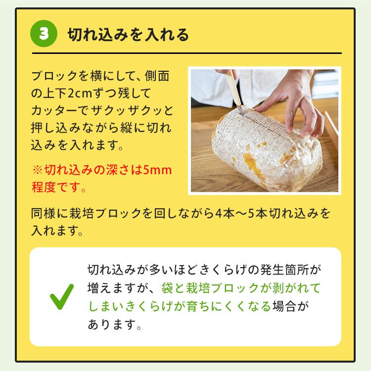 白きくらげ 栽培キット おかわり君（ブロックのみ）< 説明書など一切付属致しませんキクラゲ > 栽培キット 菌床 キクラゲ きのこ栽培 | 森のきのこ倶楽部 | 11