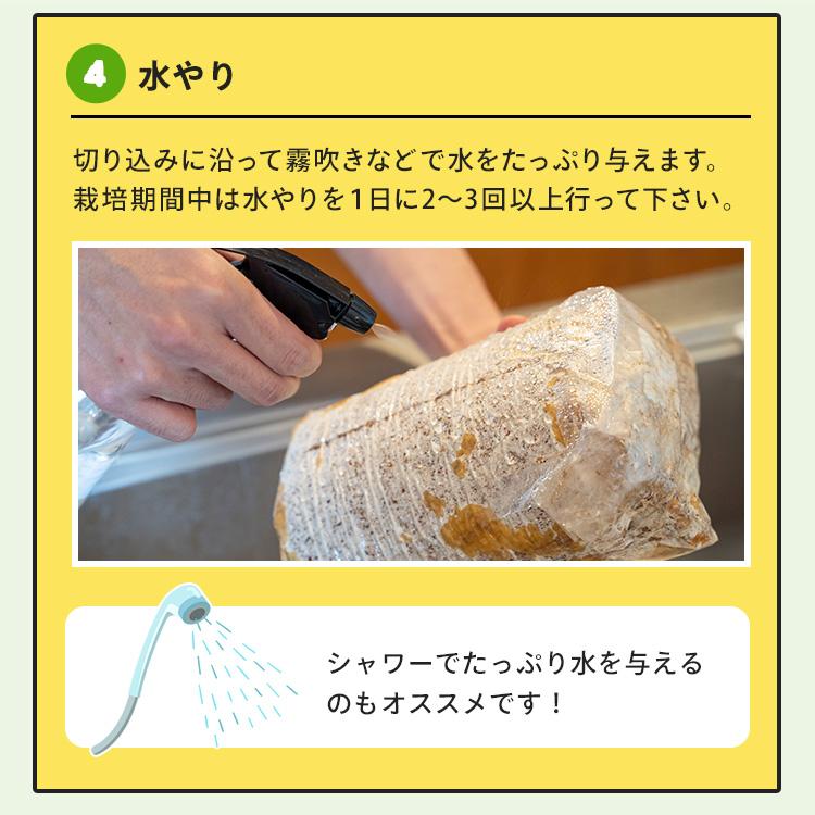 白きくらげ 栽培キット おかわり君（ブロックのみ）< 説明書など一切付属致しませんキクラゲ > 栽培キット 菌床 キクラゲ きのこ栽培 | 森のきのこ倶楽部 | 12