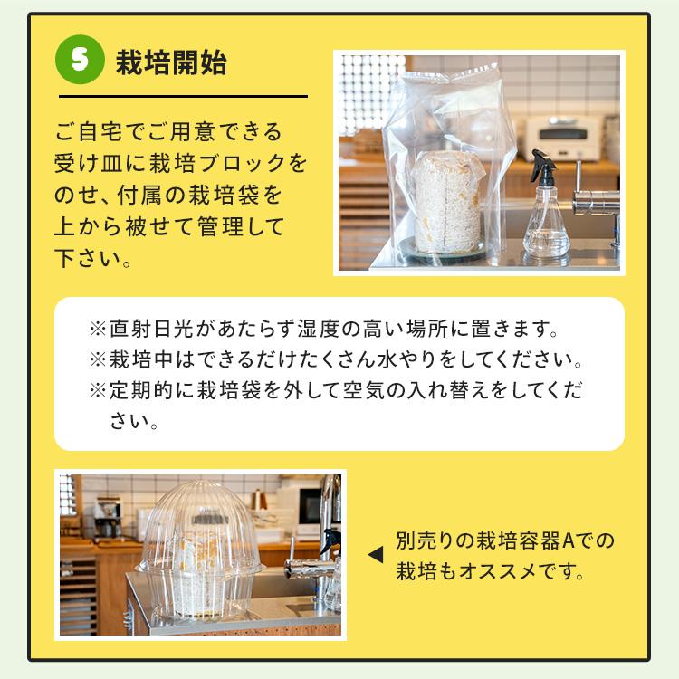 白きくらげ 栽培キット おかわり君（ブロックのみ）< 説明書など一切付属致しませんキクラゲ > 栽培キット 菌床 キクラゲ きのこ栽培 | 森のきのこ倶楽部 | 13