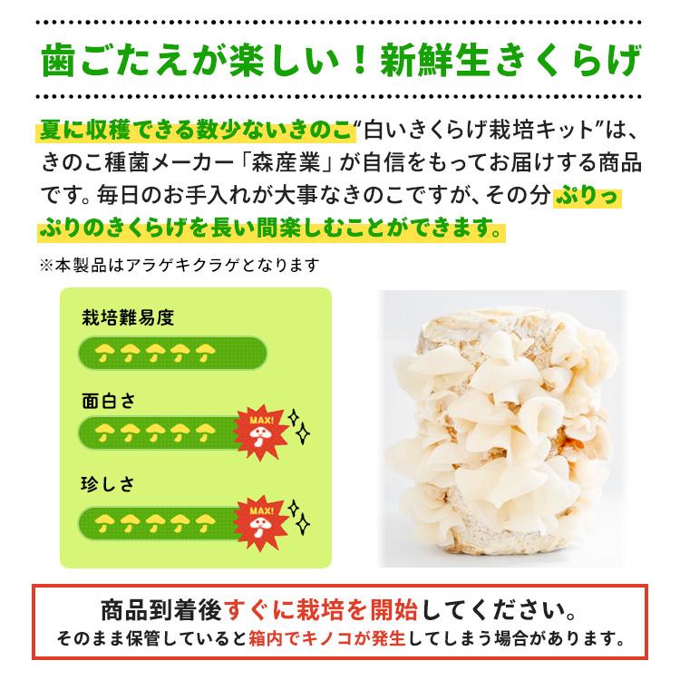 白きくらげ 栽培キット おかわり君（ブロックのみ）< 説明書など一切付属致しませんキクラゲ > 栽培キット 菌床 キクラゲ きのこ栽培 | 森のきのこ倶楽部 | 02