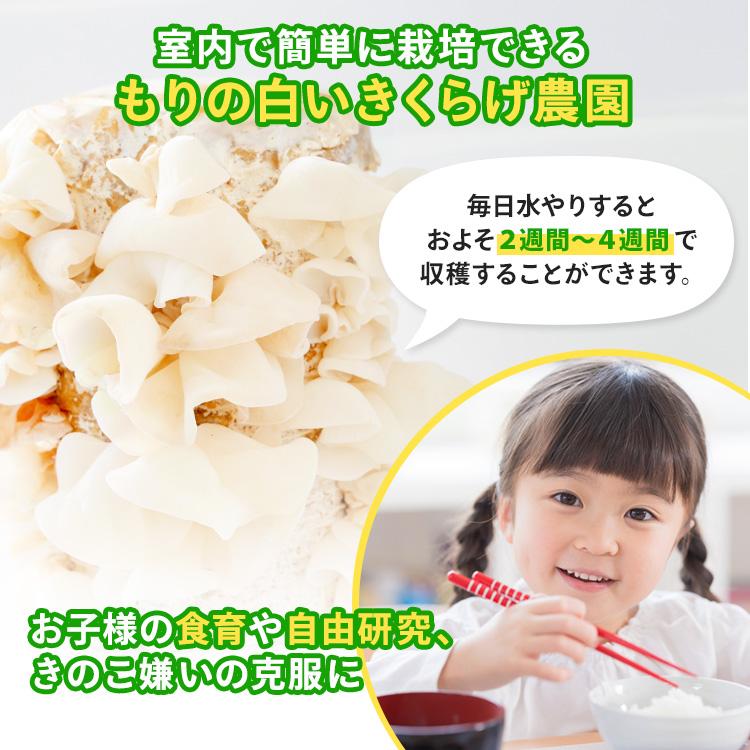 白きくらげ 栽培キット おかわり君（ブロックのみ）< 説明書など一切付属致しませんキクラゲ > 栽培キット 菌床 キクラゲ きのこ栽培 | 森のきのこ倶楽部 | 03
