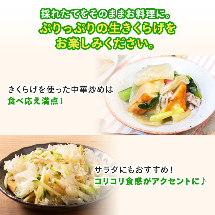 白きくらげ 栽培キット おかわり君（ブロックのみ）< 説明書など一切付属致しませんキクラゲ > 栽培キット 菌床 キクラゲ きのこ栽培 | 森のきのこ倶楽部 | 04