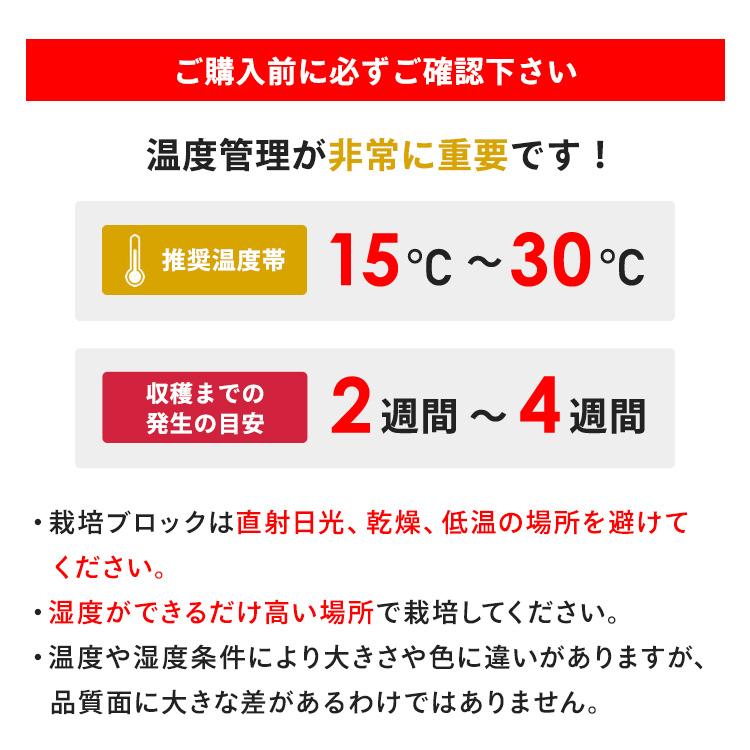白きくらげ 栽培キット おかわり君（ブロックのみ）< 説明書など一切付属致しませんキクラゲ > 栽培キット 菌床 キクラゲ きのこ栽培 | 森のきのこ倶楽部 | 07