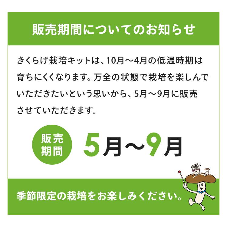 白きくらげ 栽培キット おかわり君（ブロックのみ）< 説明書など一切付属致しませんキクラゲ > 栽培キット 菌床 キクラゲ きのこ栽培 | 森のきのこ倶楽部 | 08