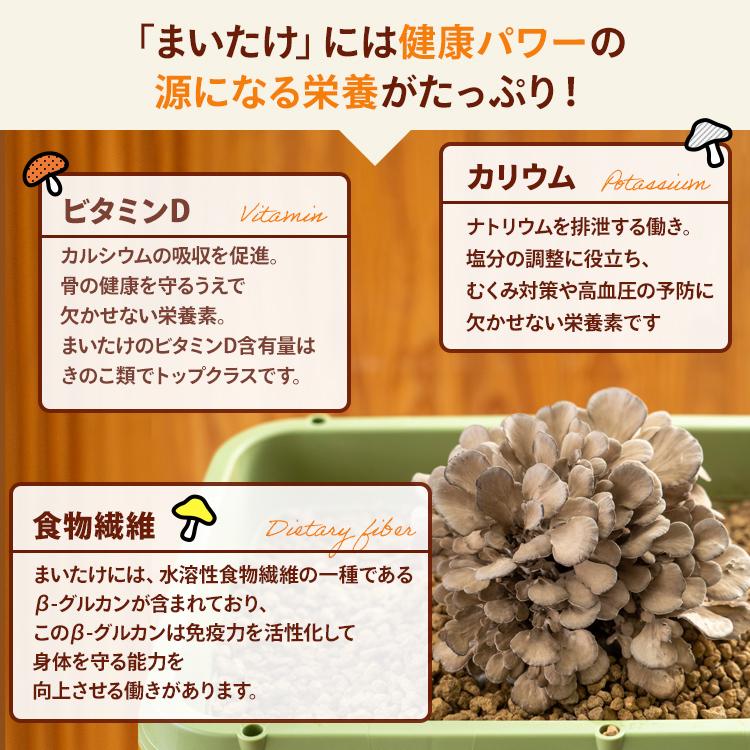 舞茸原木 3個セット 山形直送計画】大江町産 原木まいたけ（缶詰） – 佐藤商店