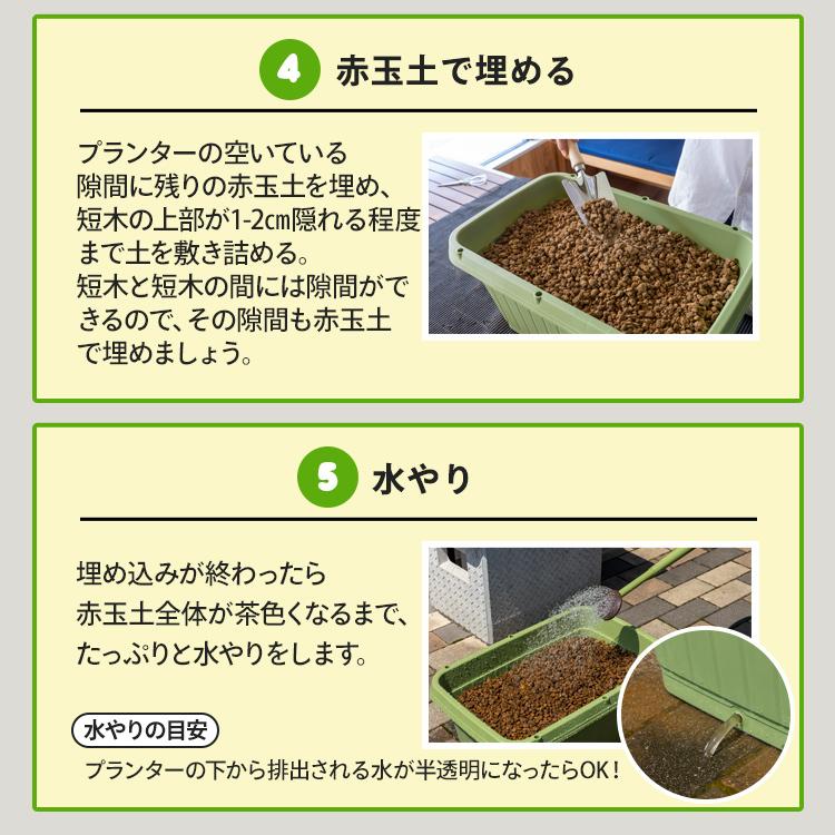 森のきのこ倶楽部 マイタケ栽培キット まいたけの成る木（短木