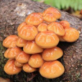ナメコ栽培キット なめこ菌打込み原木 ナメコ栽培 原木ナメコ 原木なめこ 種駒を打つ手間を省きました 森のきのこ倶楽部 通販 Yahoo ショッピング
