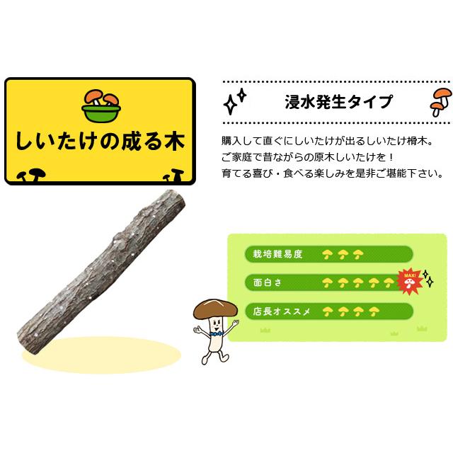 森のきのこ倶楽部 原木椎茸栽培キット しいたけの成る木 椎茸栽培