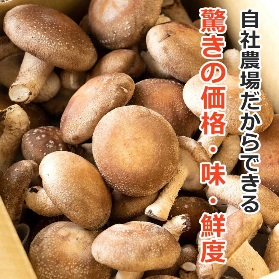 朝採り無選別生シイタケ1kg 送料無料【生シイタケ/生椎茸/純国産/朝採り/農薬不使用】｜drmori1｜02