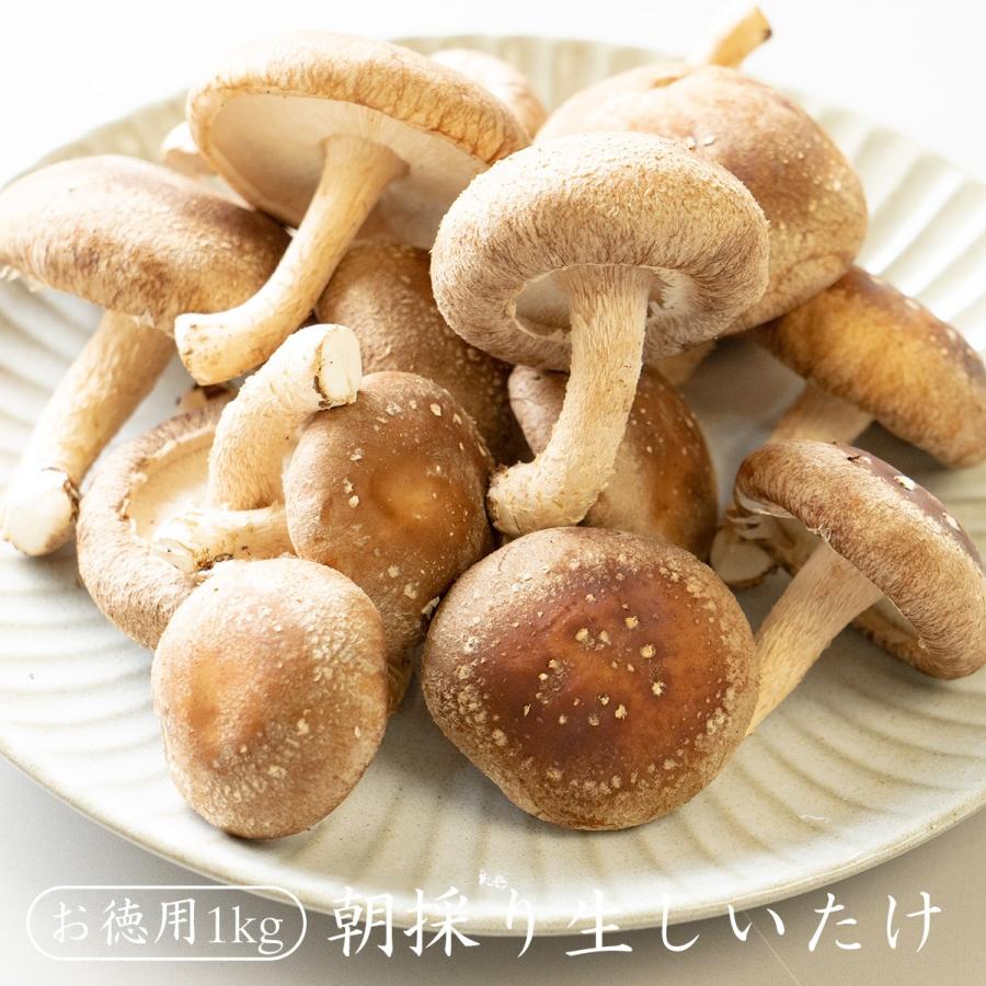 朝採り無選別生シイタケ1kg 送料無料【生シイタケ/生椎茸/純国産/朝採り/農薬不使用】｜drmori1｜03