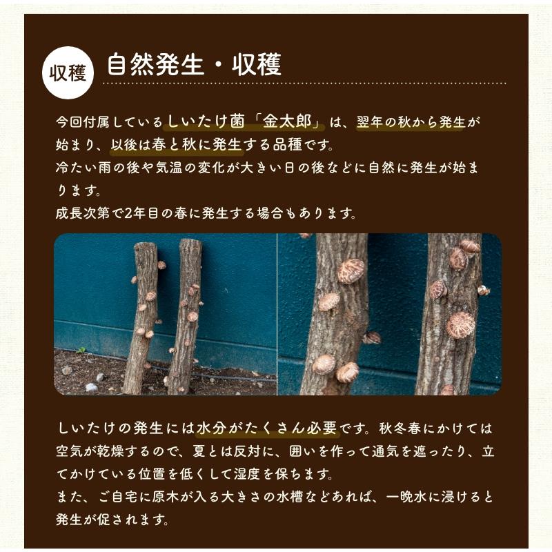 森のきのこ倶楽部 電動ドリル付きはじめての原木しいたけ栽培 森のきのこ倶楽部 電動ドリル付きはじめての原木しいたけ栽培