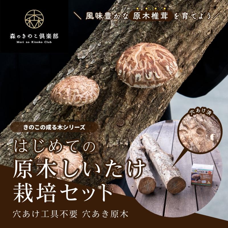 森のきのこ倶楽部 ドリル無し 穴あけ工具不要 穴あき原木