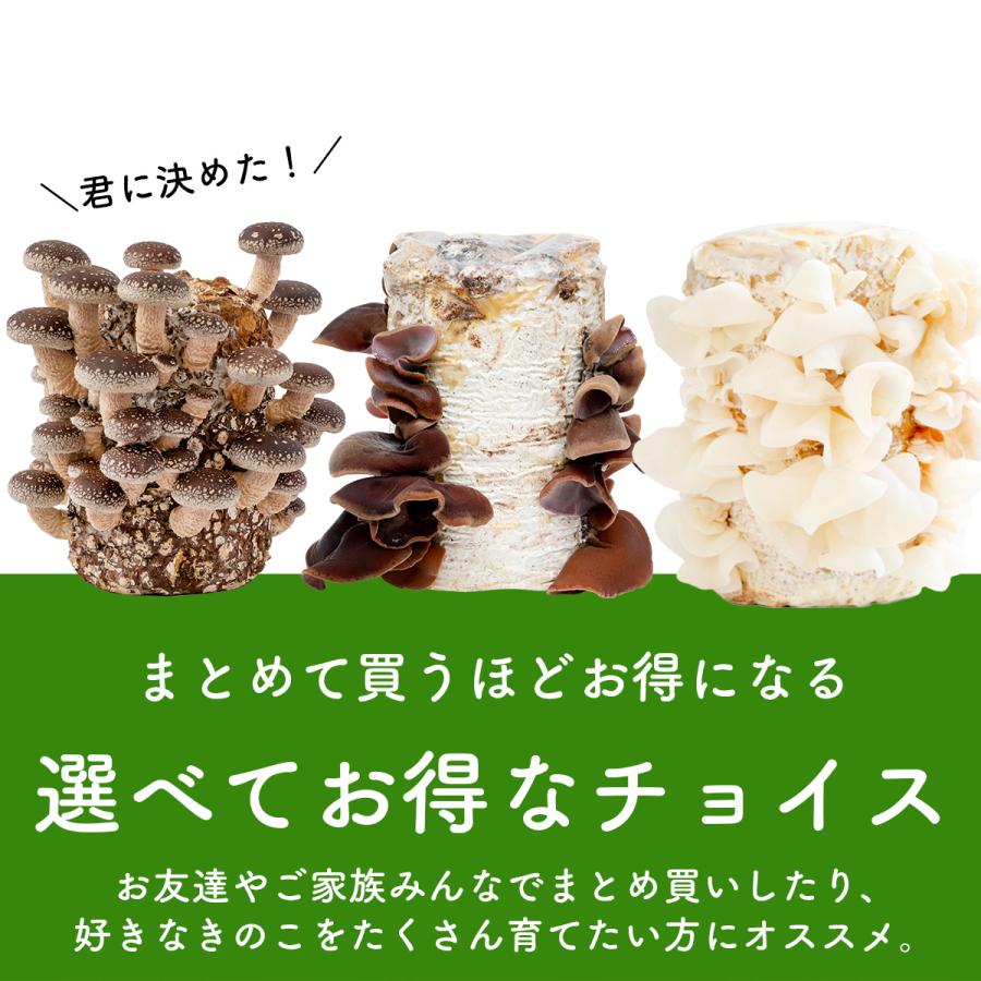 森のきのこ倶楽部 きのこ栽培ブロック（ 付属品なし ）選べる6個