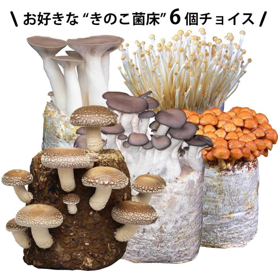 説明書など一切付属無し きのこ農園おかわり君 6個チョイス しいたけ菌床 えのきたけ菌床 ぶなしめじ菌床 その他選択不可 S006 森のきのこ倶楽部 通販 Yahoo ショッピング