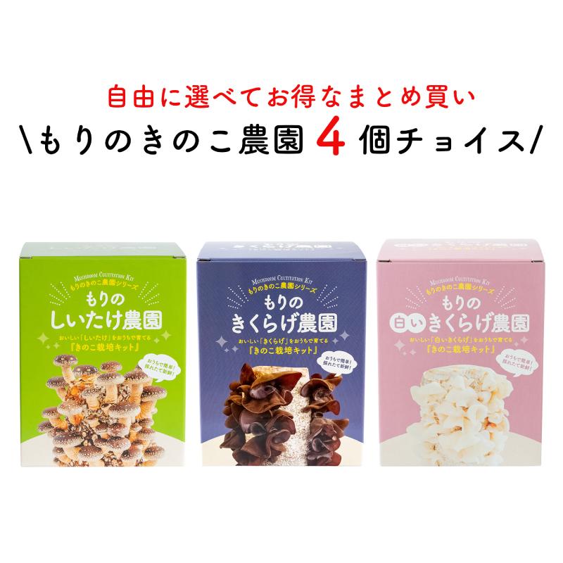 なるきのこDX シイタケ栽培キット10箱 Amazon.co.jp: カネコ種苗 原木しいたけ栽培セット なるきのこ