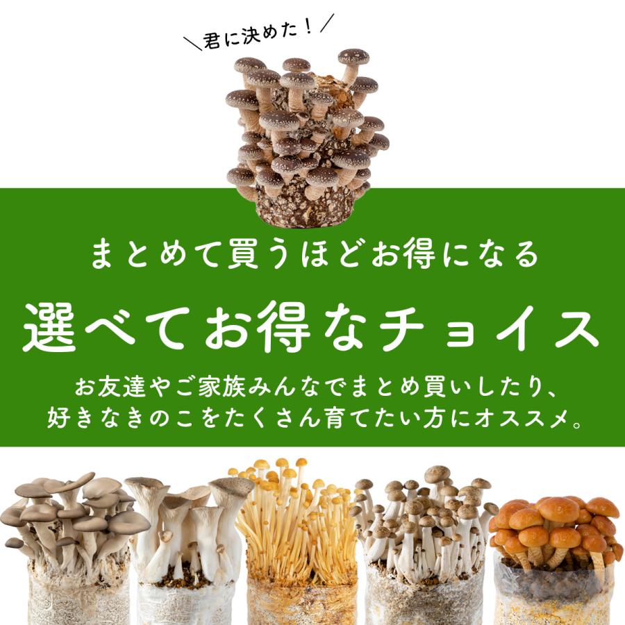 きのこ　4個セット km20x4.jpg?fitin=272:272