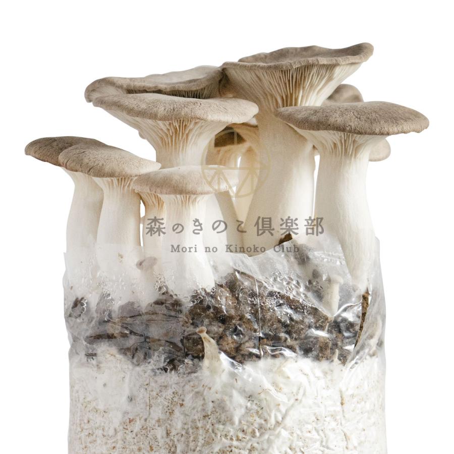 原木栽培　栽培キッド No.6　小ロング　約50センチ６本 原木栽培 栽培キッド No.6 小ロング 約50センチ6本 原木