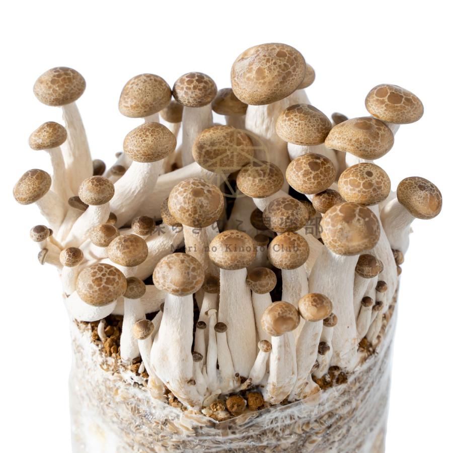 きのこさん専用 北海道愛別産 きのこセット ｜ ホワイトフードオンラインショップ