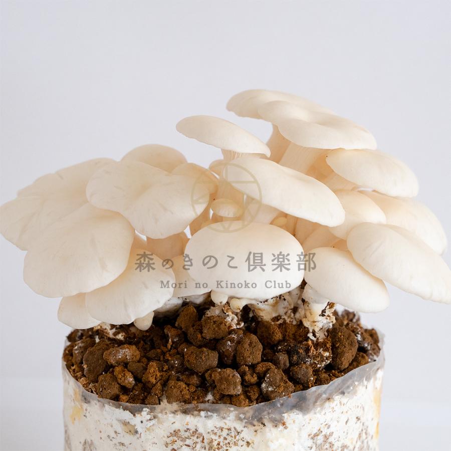 森のきのこ倶楽部 きのこ栽培キット < お好み6個 選べてお得 > 農園6個