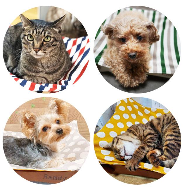 ペット用 ハンモック 猫 ペットハンモックベッド 木製 小動物 自立式 ベッド キャットハンモック 犬