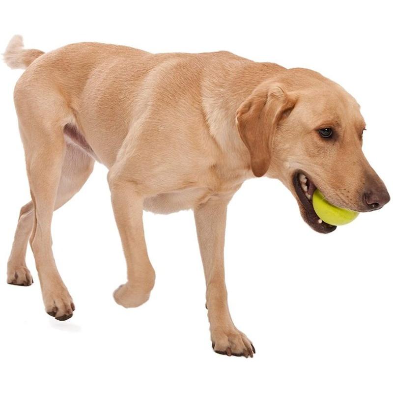 【並行輸入品】犬用ボール West Paw Design ZG071TNG 弾力のあるボール |  | 02
