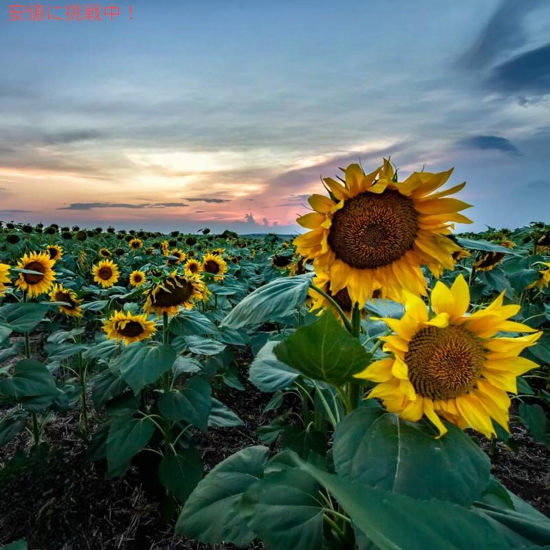 並行輸入品】Giants Sunflower Seeds ジャイアント ひまわりの種 サン