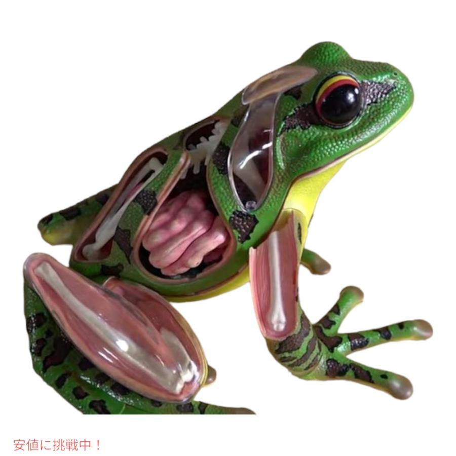 並行輸入品】4Dビジョン カエル解剖模型 4D Vision Frog Anatomy Model
