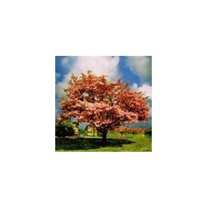 一青窈 ハナミズキ Cd Coca ぐるぐる王国ds ヤフー店 通販 Yahoo ショッピング