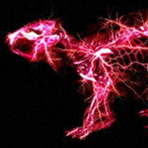 SUPER BEAVER / グラデーション（初回生産限定盤B／CD＋DVD） [CD] | 