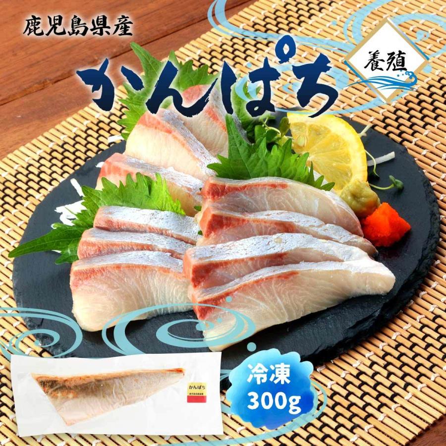 エーエフ企画 鹿児島県産 かんぱち 養殖 300g かんぱち 魚 刺身かんぱち 刺身 カルパッチョ カマ 新鮮 鹿児島県産 鹿屋産 養殖 D Style Shop ヤフー店 通販 Yahoo ショッピング