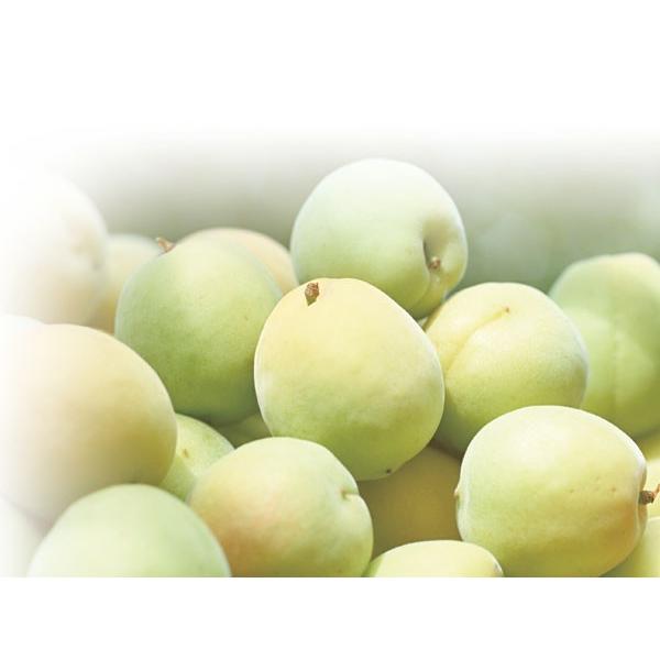 瓶 かめ 壺 ツボ/ 常滑焼0.5号丸蓋付ミニかめ /和食器 : 美濃のちゃ