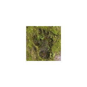 ザ・クロマニヨンズ (初回限定盤)(DVD付)（紙ケース仕様） / CD 邦楽