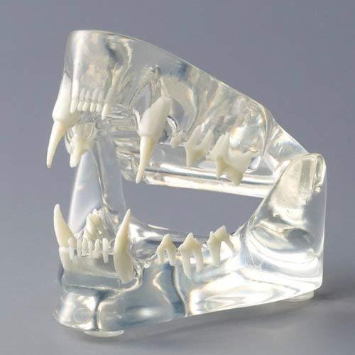 信頼 猫の歯の模型 猫模型 猫歯型 Model Jaw Feline Clear レイアウト用品