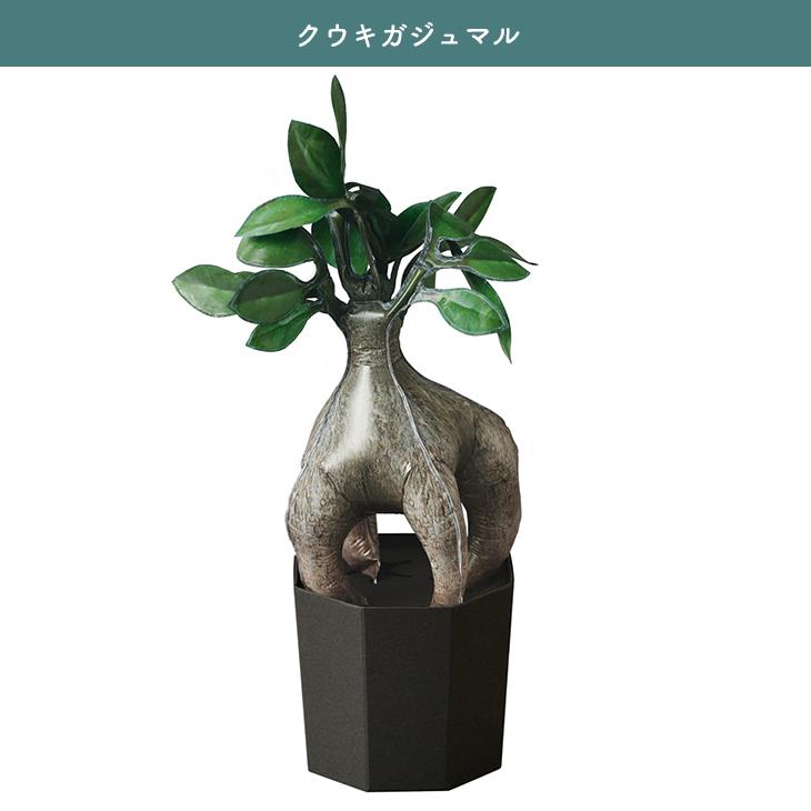 観葉植物　専用 観葉植物 シェフレラ コンパクタ 5号 プラスチック鉢 | 観葉植物
