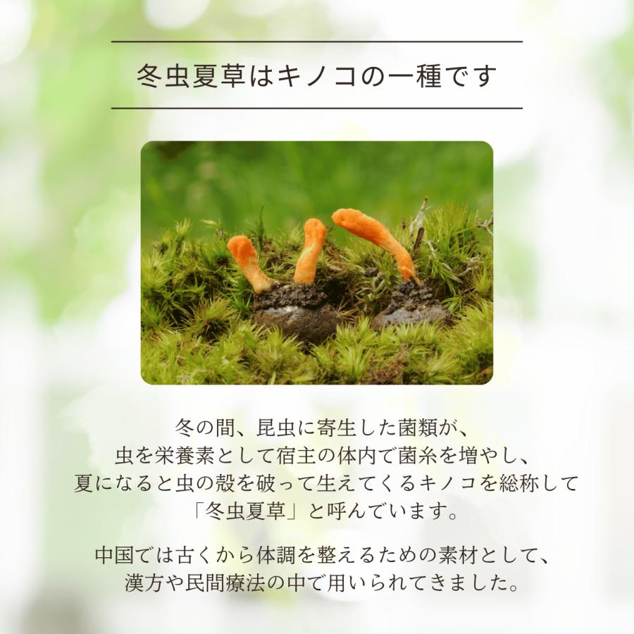漢方冬虫夏草菌糸体サプリメント　5箱 冬虫夏草菌糸体 冬虫夏草 サプリメント 健康食品 セミタケ 60粒入り