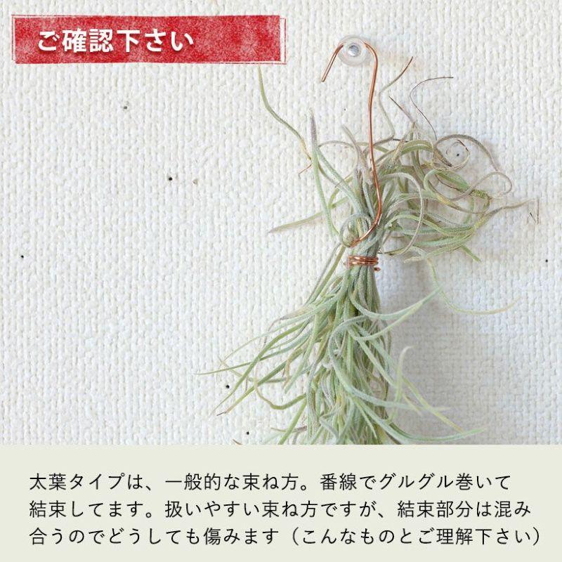 エアープランツ エアプランツ 「太葉」のウスネオイデス