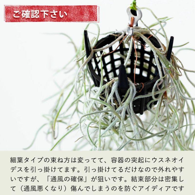 エアープランツ エアプランツ 「太葉」のウスネオイデス