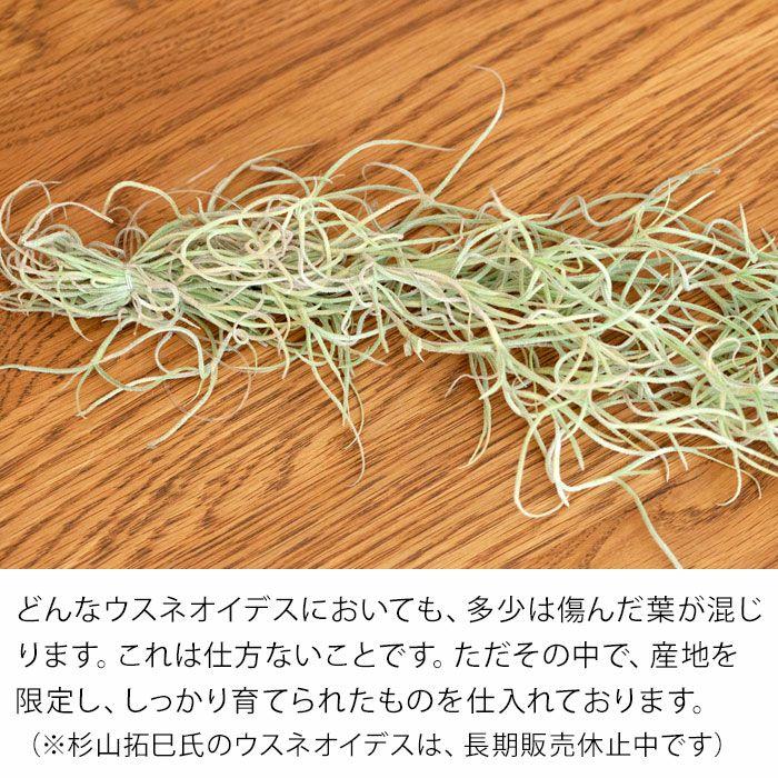 エアープランツ エアプランツ 「太葉」のウスネオイデス