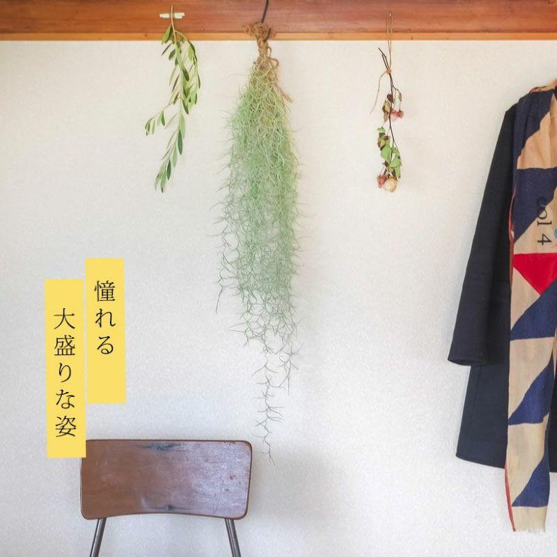 エアープランツ エアプランツ 「太葉」のウスネオイデス