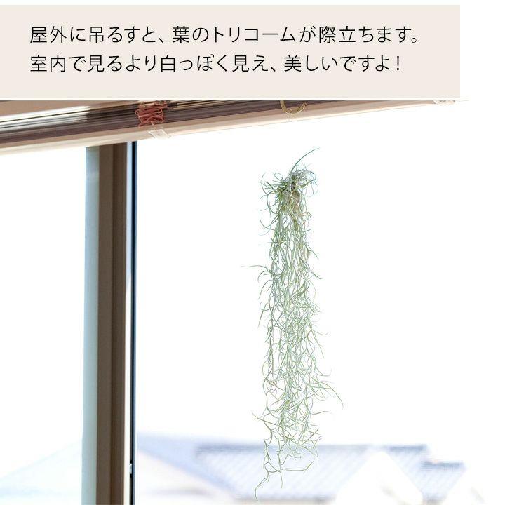 エアープランツ エアプランツ 「太葉」のウスネオイデス